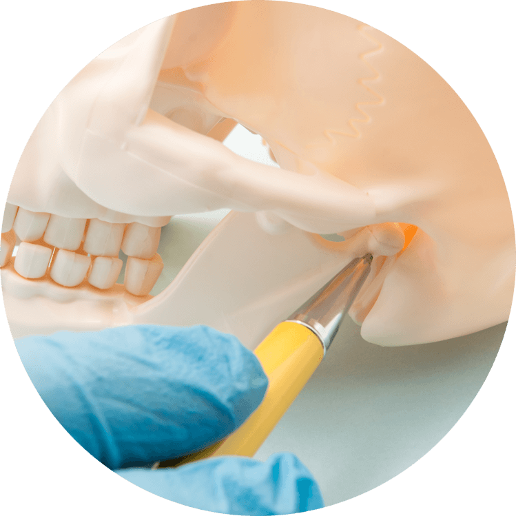 jaw bone model