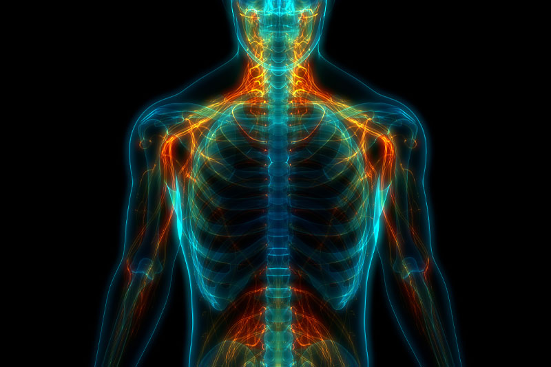 whole body health graphic