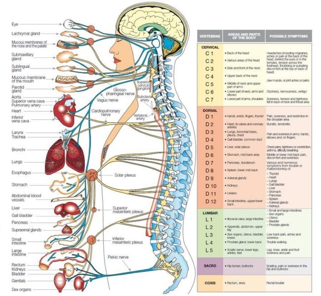 spinal nerve and organ chart Spinal Nerve And Organ Chart